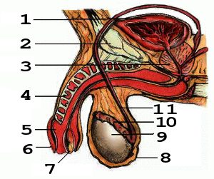 300px Penis Anatomy2 numbers svg