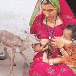 breast feeding a fawn