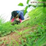 Village College Girl Sex With Her Boyfriend In Outdoor And Remove Her Dress fucking porn images Full HD Porn and Nude Images00007