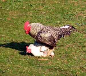 chicken sex