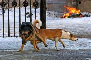 कुत्तें का लंड क्यों अटक जाता है कुतिया की चूत में Animal sex xxx pic dog fucking