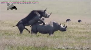 गैंडे के लंड से चूत फट गयी XXX Fucking Pic Rhinoceros Big Cock Fucking Animal Sex (1)