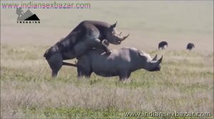 गैंडे के लंड से चूत फट गयी XXX Fucking Pic Rhinoceros Big Cock Fucking Animal Sex (2)