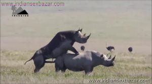 गैंडे के लंड से चूत फट गयी XXX Fucking Pic Rhinoceros Big Cock Fucking Animal Sex (3)