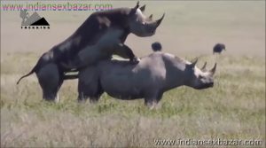 गैंडे के लंड से चूत फट गयी XXX Fucking Pic Rhinoceros Big Cock Fucking Animal Sex (4)