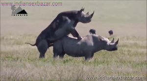 गैंडे के लंड से चूत फट गयी XXX Fucking Pic Rhinoceros Big Cock Fucking Animal Sex (5)