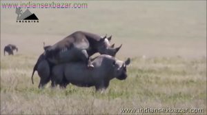 गैंडे के लंड से चूत फट गयी XXX Fucking Pic Rhinoceros Big Cock Fucking Animal Sex (6)