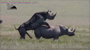 गैंडे के लंड से चूत फट गयी XXX Fucking Pic Rhinoceros Big Cock Fucking Animal Sex (7)