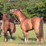 Animal Sex Girl Sex With Animals Girl sex with horse Ful HD Porn (1)