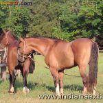 Animal Sex Girl Sex With Animals Girl sex with horse Ful HD Porn (2)