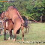 Animal Sex Girl Sex With Animals Girl sex with horse Ful HD Porn (3)