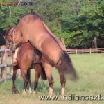 Animal Sex Girl Sex With Animals Girl sex with horse Ful HD Porn (4)