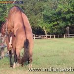 Animal Sex Girl Sex With Animals Girl sex with horse Ful HD Porn (5)