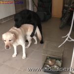 Farm Zoo Sex Free Porn Farm Sex Videos Pics Animal Porn Tube This is porn site for lovers of zoo sex at farm (2)