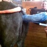 लड़की घोड़ी की चुत में पूरा हाथ डालते हुए विडियो Free Girl And Animal Sex Porn In Full HD